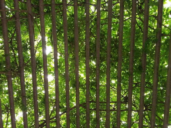 Металлическая Решетка Зелеными Виноградниками Растущими Ней — стоковое фото