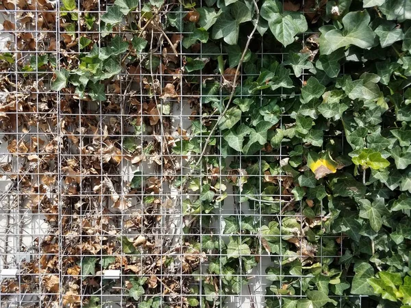Зеленый Коричневый Плющ Растет Металлической Решетке Стене — стоковое фото
