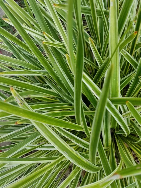 Groen Geel Lariope Gras Plant Scheuten Groeien — Stockfoto