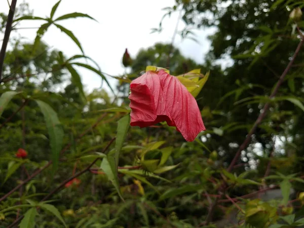 Duży Czerwony Kwiat Roślinach Zielonymi Liśćmi — Zdjęcie stockowe