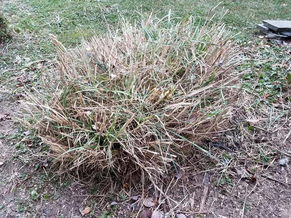 Large Green Brown Grass Plant Bush Yard — Stock Photo, Image