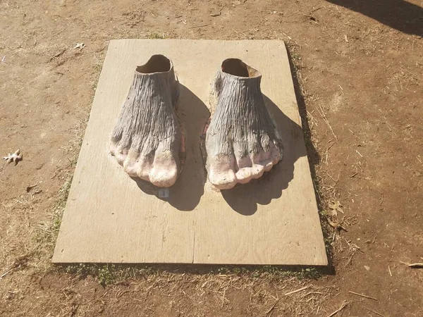 large plaster cast of feet of animal on wood board outdoor