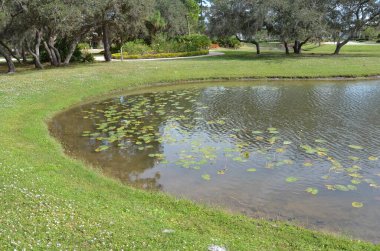 Nilüfer yaprağı ve çimenli göl veya gölet suyu
