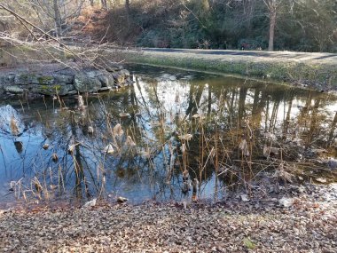 Göl ya da gölet suyu ölü nilüfer çiçekleri ve yapraklarıyla