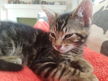 Siyah beyaz kedi ya da kırmızı battaniyede dinlenen kedi