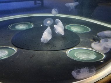 Akvaryumda yüzen ya da yüzen denizanaları