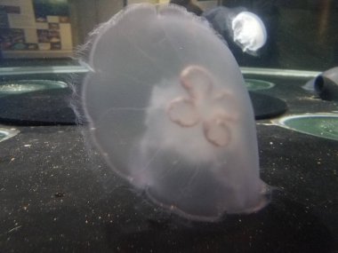 Akvaryumda yüzen ya da yüzen denizanaları