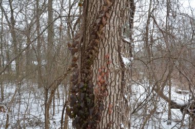 Ağaç gövdesine zehirli sarmaşık ya da kışın karla ağaç kabuğu