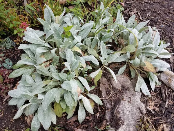 Een Zachte Groene Lam Oorplant Bruine Mulch — Stockfoto