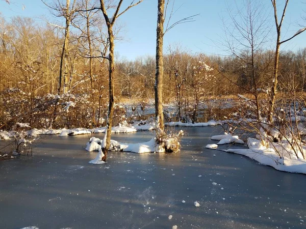 Zugefrorener See Oder Teich Mit Bäumen Und Pflanzen Feuchtgebieten Oder — Stockfoto