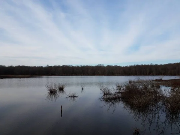 湿地環境における湖や池の水や木や草 — ストック写真