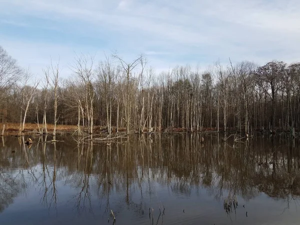 Eau Lac Étang Arbres Réflexion Milieu Humide — Photo