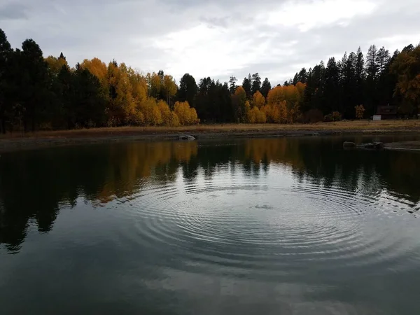 Jezioro Lub Staw Falami Refleksji Żółte Zielone Drzewa Tle — Zdjęcie stockowe