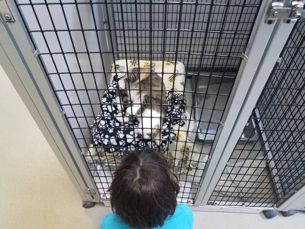 Kitten Pet Cage Playing Boy Child — Stock Photo, Image