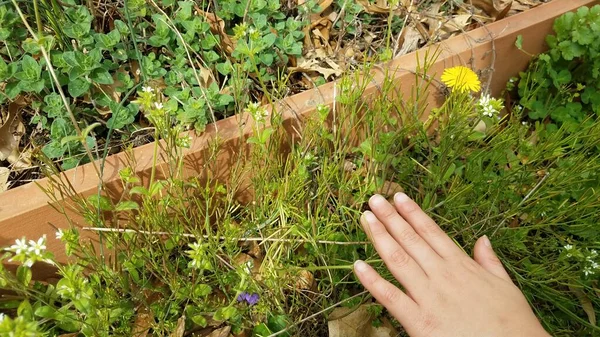 小孩或小孩用手触摸花园附近的绿色杂草及植物 — 图库照片