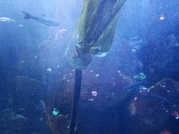 海带水下带鱼和气泡的海带 — 图库照片
