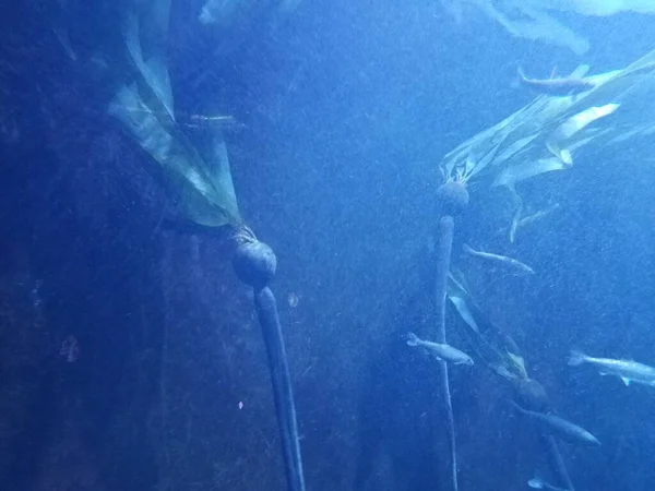 Algas Subaquáticas Com Peixes Bolhas Oceano Mar — Fotografia de Stock