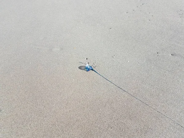 Blue Jellyfish Wet Sand Beach Coast — Stock Photo, Image