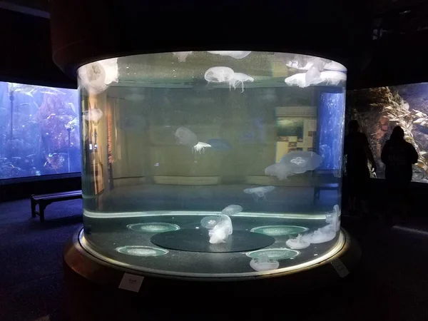 Jellyfish Floating Swimming Water Aquarium — Stock Photo, Image