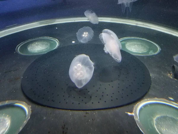 水母在水族馆中漂浮或游泳 — 图库照片