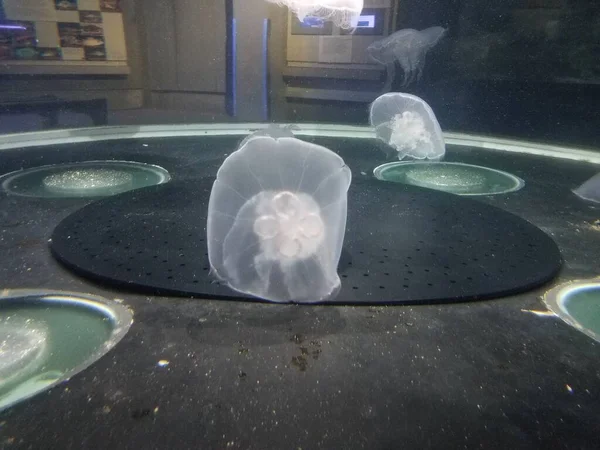 Méduses Flottant Nageant Dans Eau Dans Aquarium — Photo