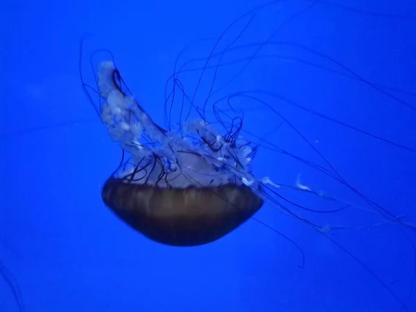 Méduses Flottant Nageant Dans Eau Dans Aquarium — Photo