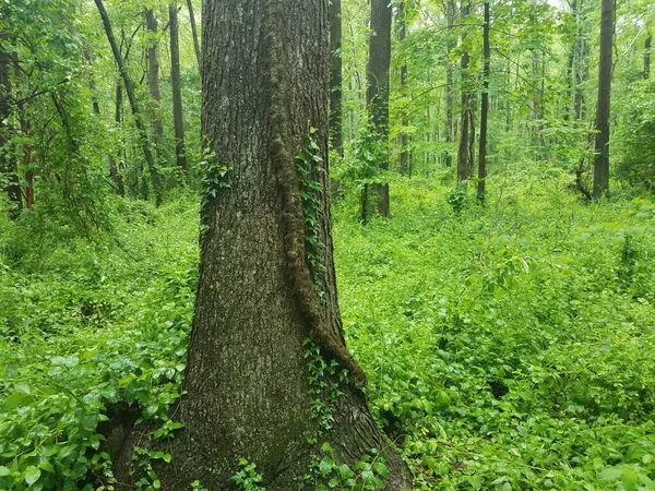 Large Poison Ivy Vine Tree Forest Woods — Stock Photo, Image