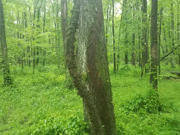 Grand Lierre Empoisonné Vigne Sur Arbre Dans Forêt Dans Les — Photo