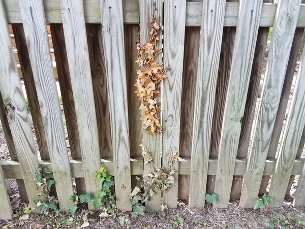 木栅栏 上面有死褐色和活绿色常春藤 — 图库照片