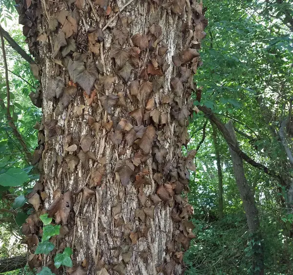 Lierre Brun Mort Sur Tronc Arbre — Photo