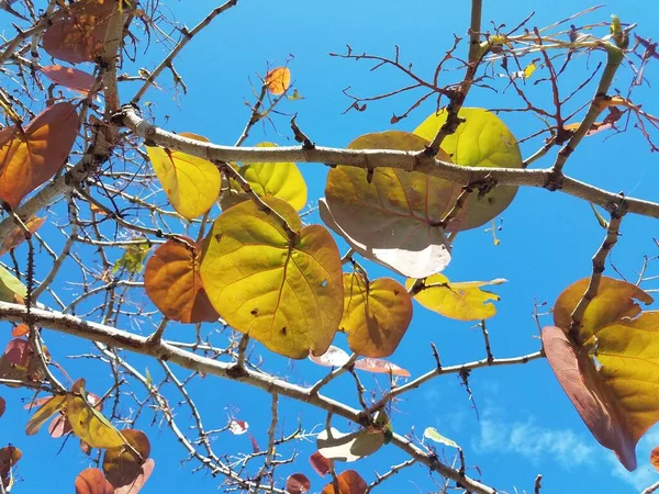 Gröna Blad Med Ägg Och Invasiva Insekter Äter Blad Träd — Stockfoto