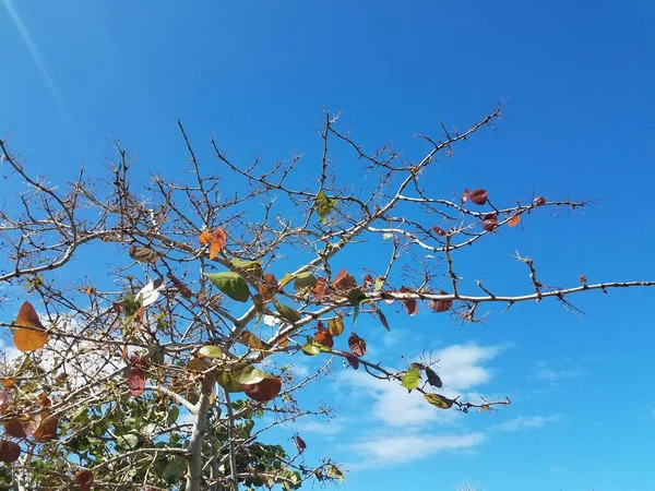 Gröna Blad Med Blad Äts Invasiva Insekter Träd Puerto Rico — Stockfoto