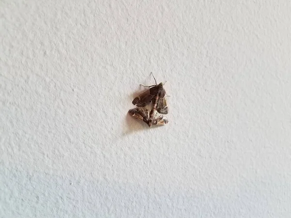 Insectos Polilla Marrón Con Alas Antenas Apareamiento Pared Blanca — Foto de Stock