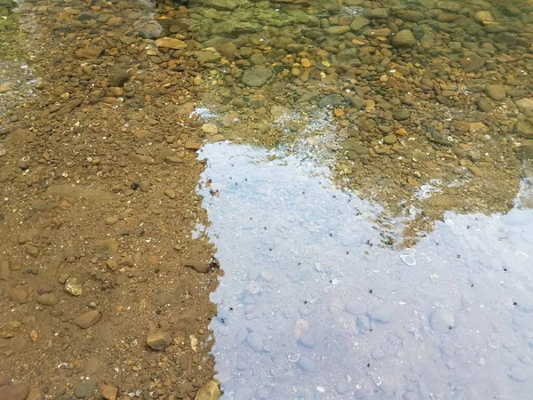 Nehirde Yüzen Bir Sürü Küçük Siyah Böcek — Stok fotoğraf