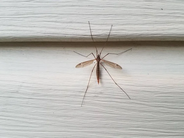 白い家の側に羽を持つ大きな昆虫 — ストック写真