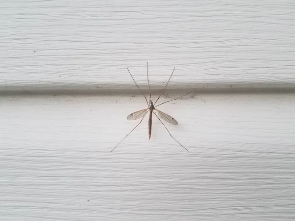 Insect Long Legs Wings White House Siding — Stock Photo, Image