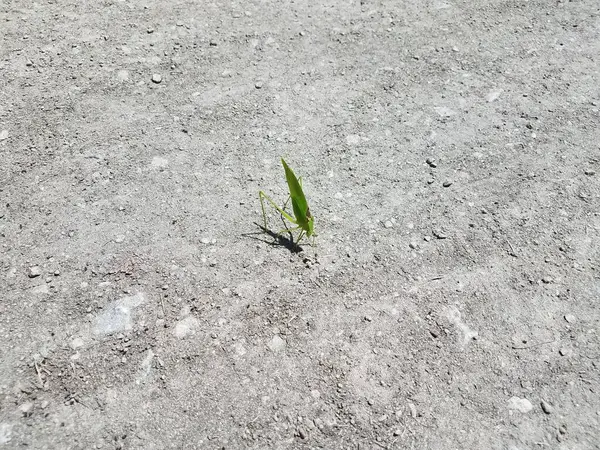 地面に大きな緑の葉の形をした虫 — ストック写真