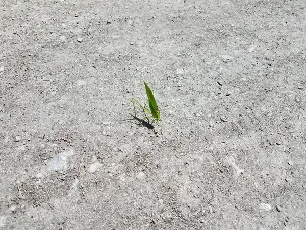 Groot Groen Bladvormig Insect Grond — Stockfoto