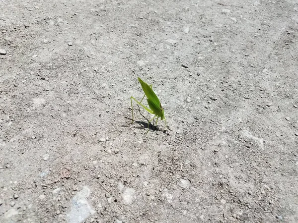 Großes Grünes Blattförmiges Insekt Auf Dem Boden — Stockfoto