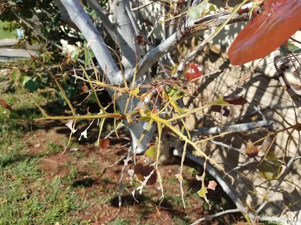 Hojas Color Marrón Verde Comido Árbol Puerto Rico Gravemente Dañado — Foto de Stock