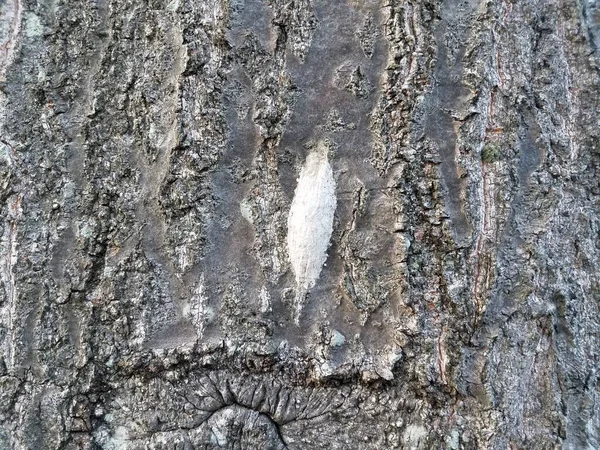 Casulo Branco Inseto Tronco Árvore — Fotografia de Stock