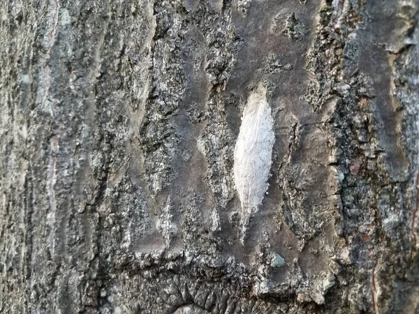 Casulo Branco Inseto Tronco Árvore — Fotografia de Stock
