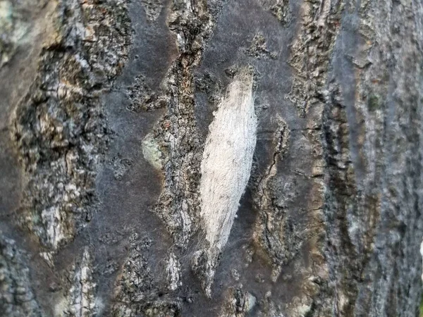 Cocon Blanc Insecte Sur Tronc Arbre — Photo