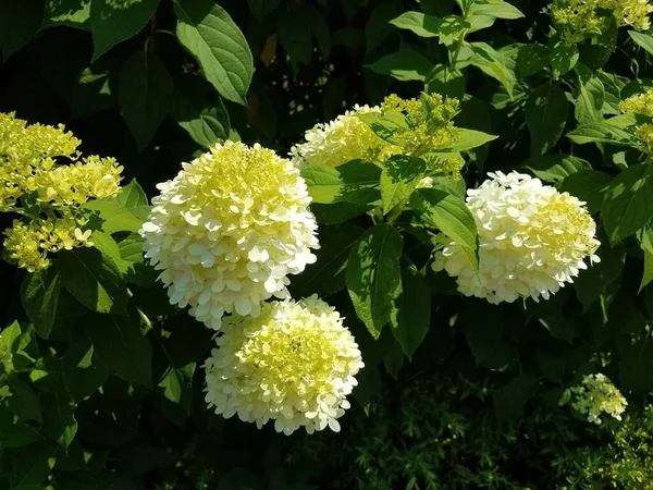 Large White Hydrangea Flowers Blooming Green Leaves — Stock Photo, Image