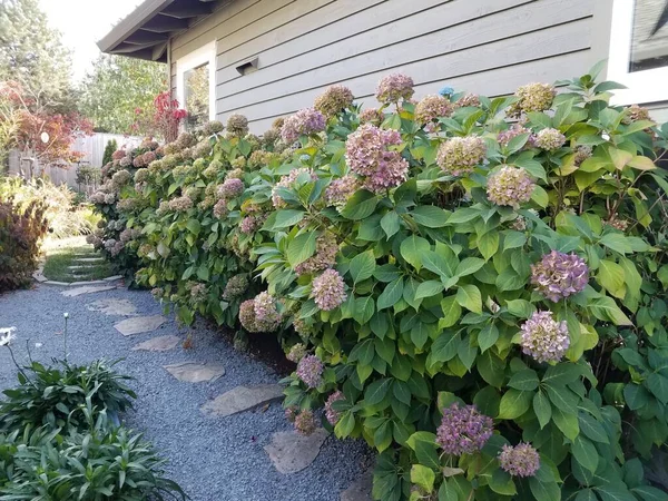 row of hydrangea bushes with flowers and house and stone or pebble path