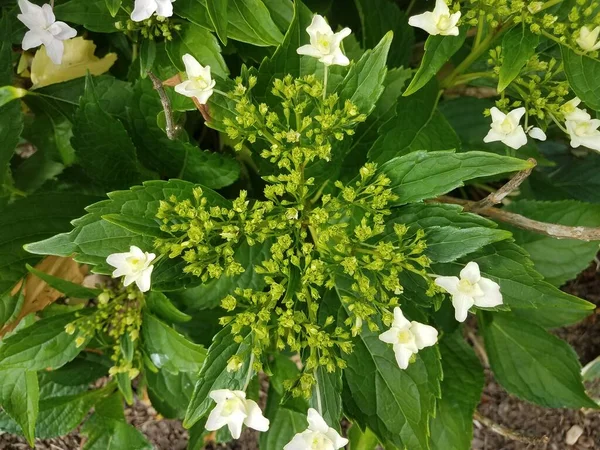 Weiße Blume Blüht Frühling — Stockfoto