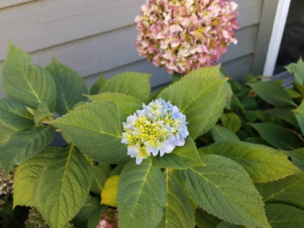 Hortensia Plant Met Blauwe Bloemen Zijkant Van Houten Huis — Stockfoto