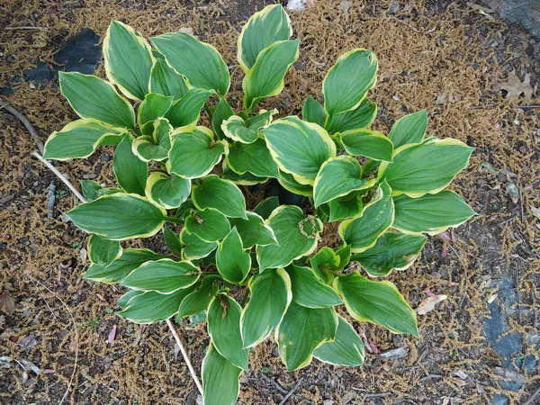 Hosta Plant Green Leaves Pollen Grains Ground — Stock Photo, Image