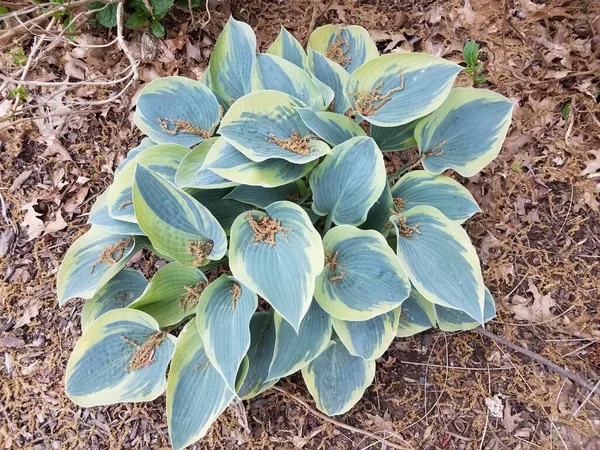 Hosta Pflanze Mit Grünen Blättern Und Pollenkörnern Auf Dem Boden — Stockfoto