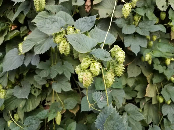a hops plant or vine with many green leaves and cones